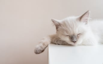 Comment prendre soin de mon chat naturellement ?